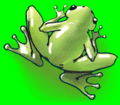Hal's frog